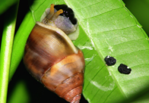 Exploring Nature (age guide 4 – 12) Monday 12 pm