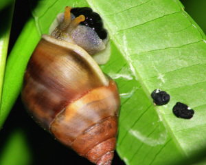 Exploring Nature (age guide 4 – 12) Monday 12 pm