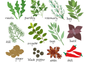 Herbalism for Beginners (age guide 9 – 16) Friday 11am