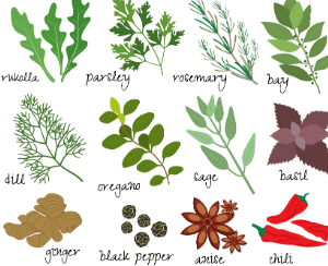 Herbalism for Beginners (age guide 9 – 16) Friday 11am